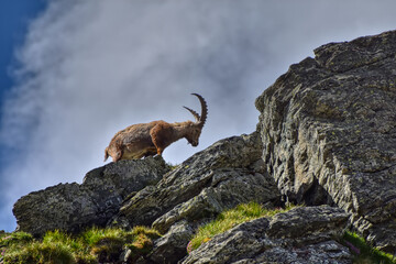Steinbock, Steinböcke, Alpensteinbock, Ziege, Ziegenart, Alpen, Nationalpark, Hohe Tauern,...