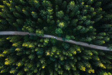 Aerial view of silver vehicle driving through wild forest road in countryside.