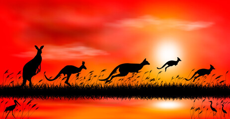 Kangaroo at sunset by the lake. Silhouettes of kangaroo on the background of the sunset. Kangaroo on the background of sunset by the lake