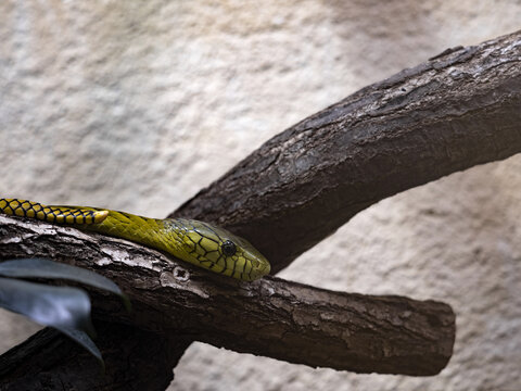 Portrait Of Green Mamba, DendroSpis Viridis Lying On A Branch And Lurks On Prey