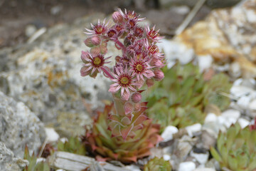 Nature Macro Shots
