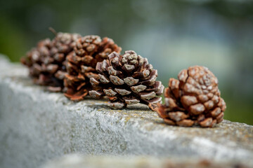 Small pine cones lined up on a wall