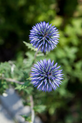 The Globe thistles (Echinops) plant blooming