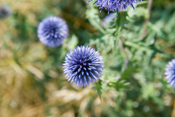 The Globe thistles (Echinops) plant blooming