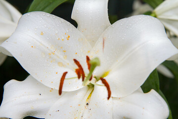 White lily (Lilium) flower blooming in close up