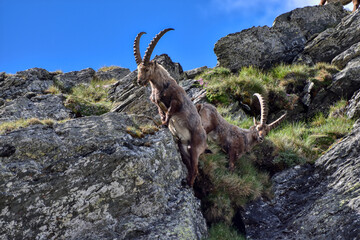 Steinbock, Steinböcke, Alpensteinbock, Ziege, Ziegenart, Alpen, Nationalpark, Hohe Tauern,...