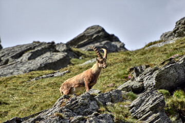 Steinbock, Steinböcke, Alpensteinbock, Ziege, Ziegenart, Alpen, Nationalpark, Hohe Tauern,...