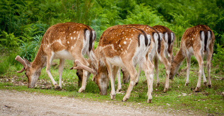 Group of five young deers looking down