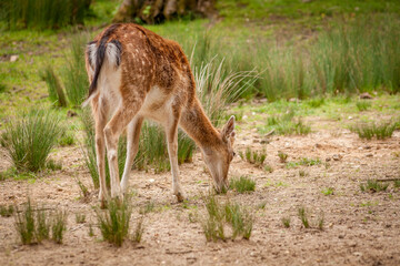 Naklejka na ściany i meble Young deer looking down in a grass field