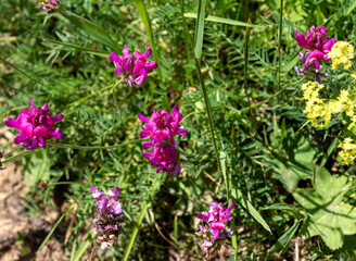 Summer,a short period of flowering plants in subalpine meadows, a rich world of diversity and colors of all kinds of flowers.