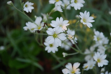Almond flower or granular saxifrage. Many small white flowers with five petals and a yellow-green heart on a green background of herbs.
