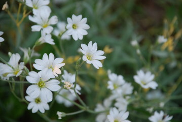 Almond flower or granular saxifrage. Many small white flowers with five petals and a yellow-green heart on a green background of herbs.