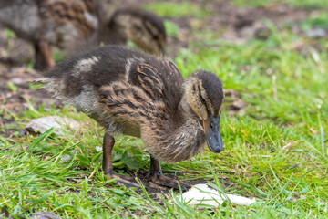 Cute Little Duckling Walking on the Ground