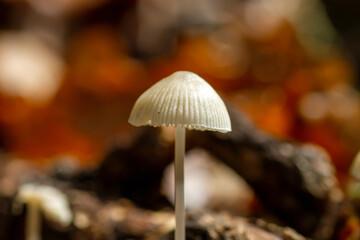 Mycena cinerella white mushroom