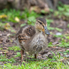 Cute Little Duckling Walking on the Ground