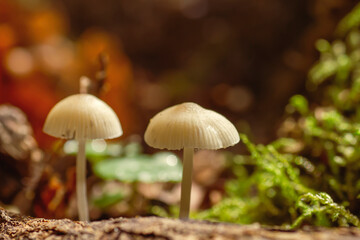 Mycena cinerella small mushrooms