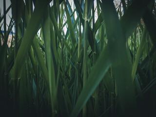 Tall Grass