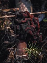 False Morel Spot