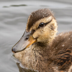 Cute Little Duckling Floating on Water