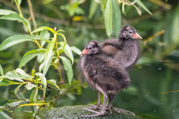 Pair of Young Moorhen's Standing on a Rock
