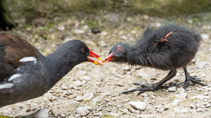 Adult Moorhen Feeding its Young