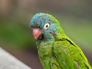 Close Up Blue-crowned Conure