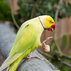 Ring-Necked Parakeet Feeding on Millet