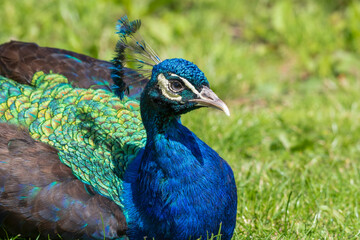 Obraz premium Male Peacock Resting on Grass