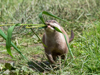 Asian Small-Clawed Otter Collecting Grass