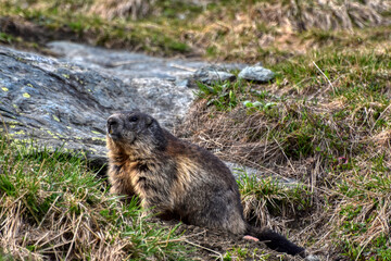 Murmeltier, Murmeltiere, Mankei, Munggen, Nagetier, Erdhörnchen, Marmotini, Murmel,...