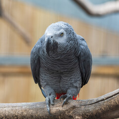 Close Up African Grey Parrot