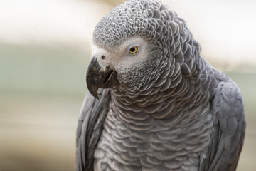 Close Up African Grey Parrot