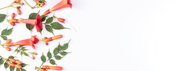Beautiful red flowers and buds with green leaves of creeper Campsis radicans isolated on white background. Summer pattern. Banner. Flat lay. Copy space. Close-up.