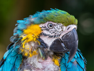 Close Up Blue and Yellow Macaw
