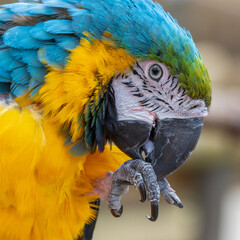 Close Up Blue and Yellow Macaw