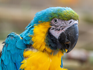 Close Up Blue and Yellow Macaw
