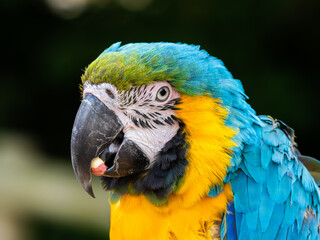 Close Up Blue and Yellow Macaw