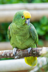 Yellow Napped Parrot Perched on a Branch