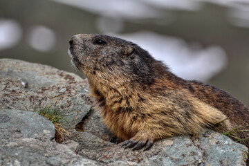 Murmeltier, Murmeltiere, Mankei, Munggen, Nagetier, Erdhörnchen, Marmotini, Murmel,...