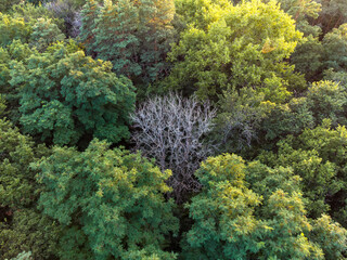 Dry lonely tree among the summer forest at sunset