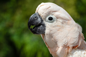Salmon-crested cockatoo Drinking Water