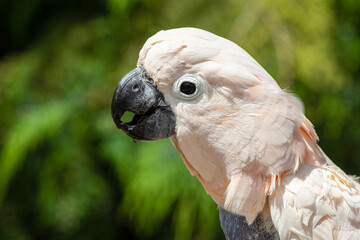 Salmon-crested cockatoo Drinking Water