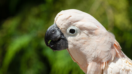 Salmon-crested cockatoo Drinking Water