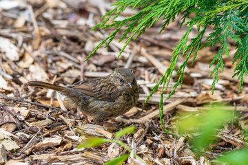Very Young Dunnock Standing on the Ground