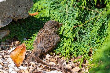 Very Young Dunnock Resting in the Sun