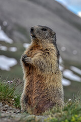 Murmeltier, Murmeltiere, Mankei, Munggen, Nagetier, Erdhörnchen, Marmotini, Murmel,...
