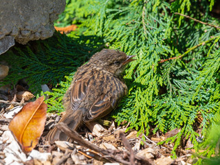 Very Young Dunnock Resting in the Sun