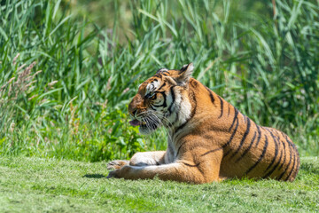 Bengal Tiger Laying on Grass
