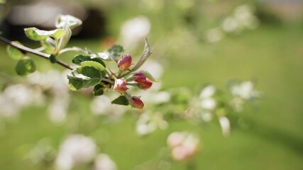 berries on a branch