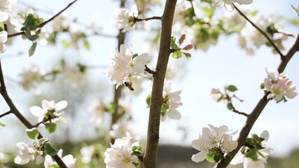 blooming tree